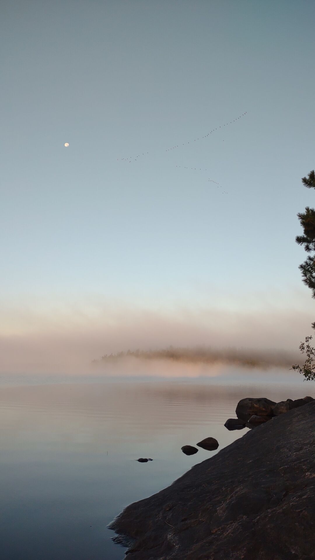 Moon and geese at dawn